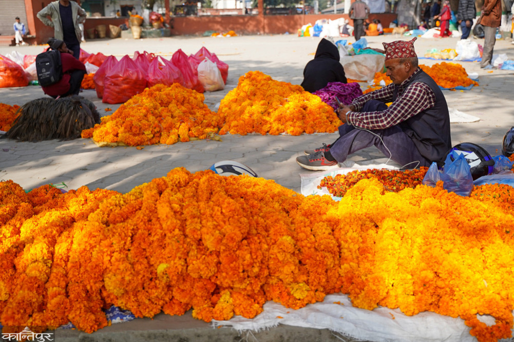 45 lakh 25 thousand garlands for Tihar
