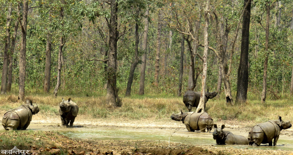 Internal rhino translocation to Chitwan National Park from today