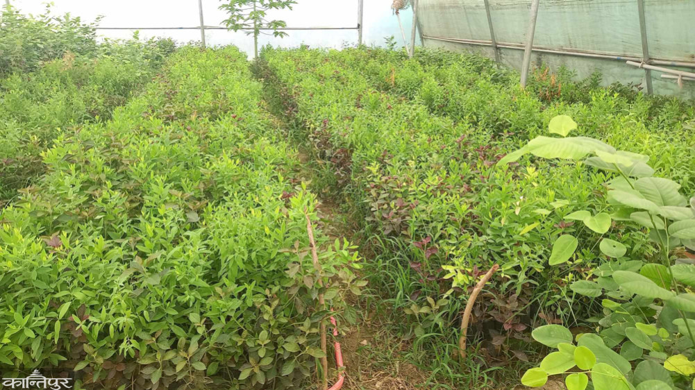 Commercial cultivation of raktchandan and srikhand is expanding