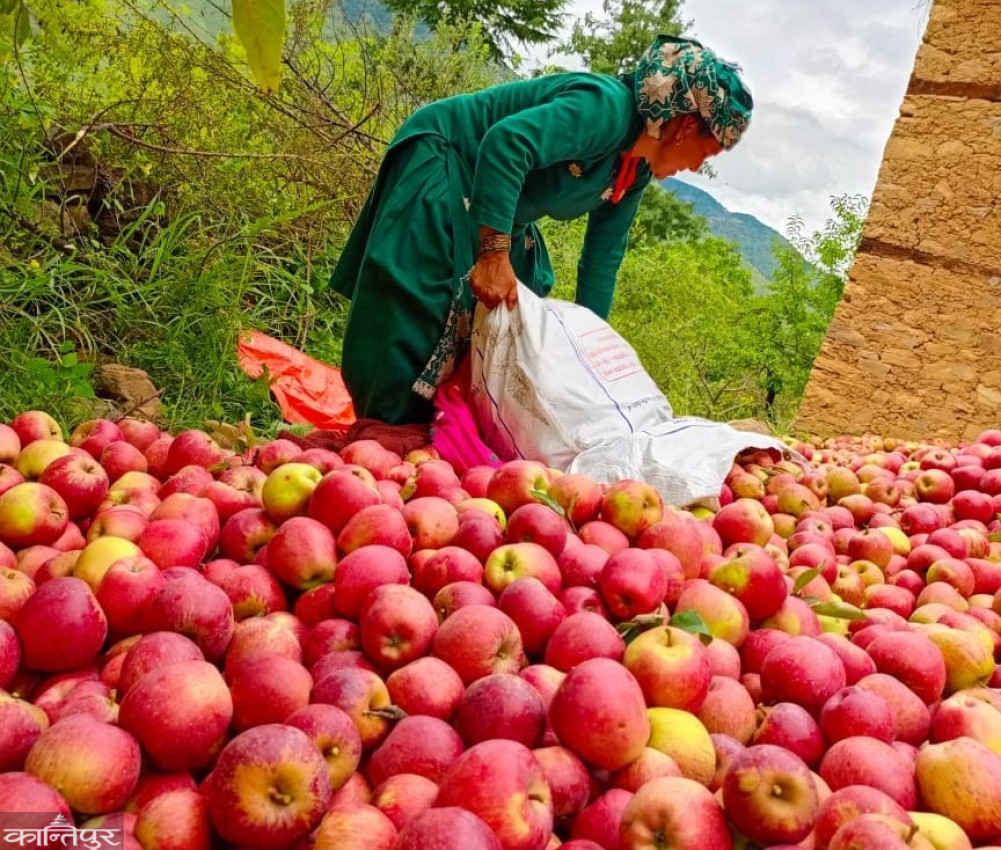 No price for the apple farmers of Karnali