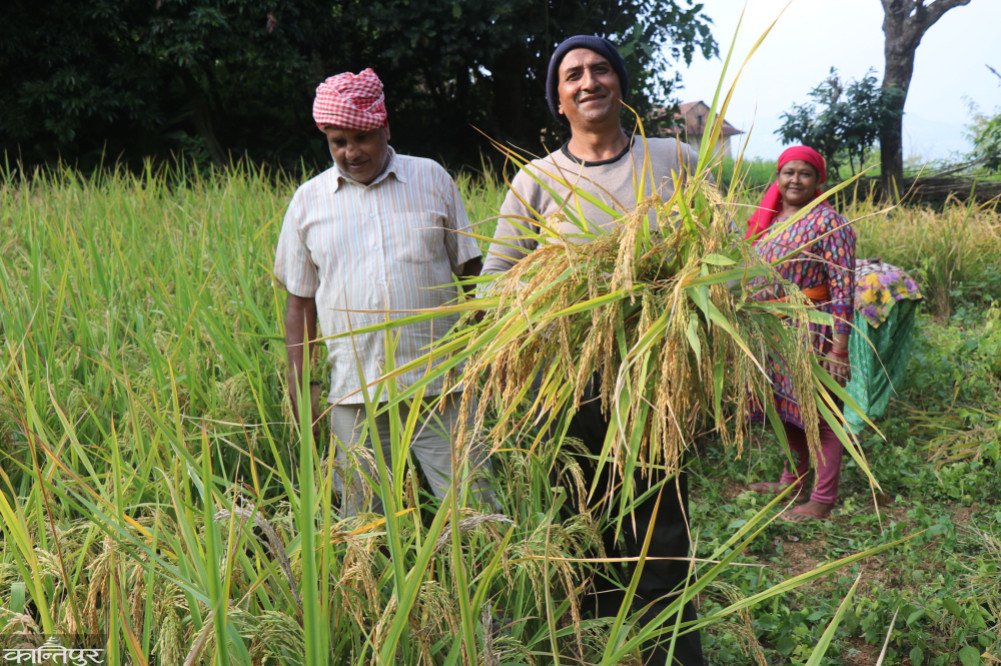 Farmers of Palpa are shocked after the paddy grows in the fields!