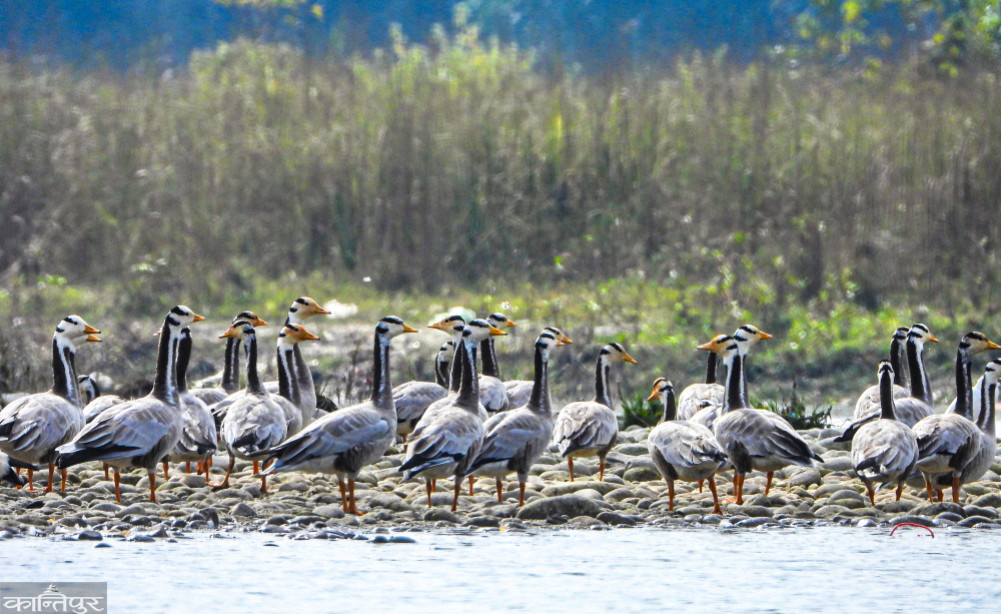 Bird identification Chitwan