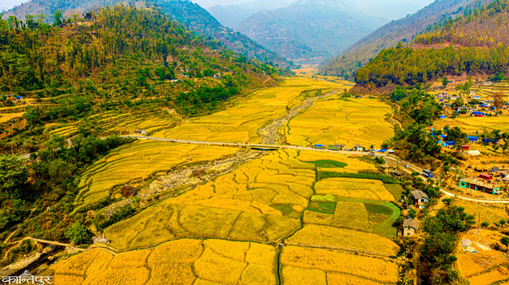 The wheat has ripened and turned yellow...