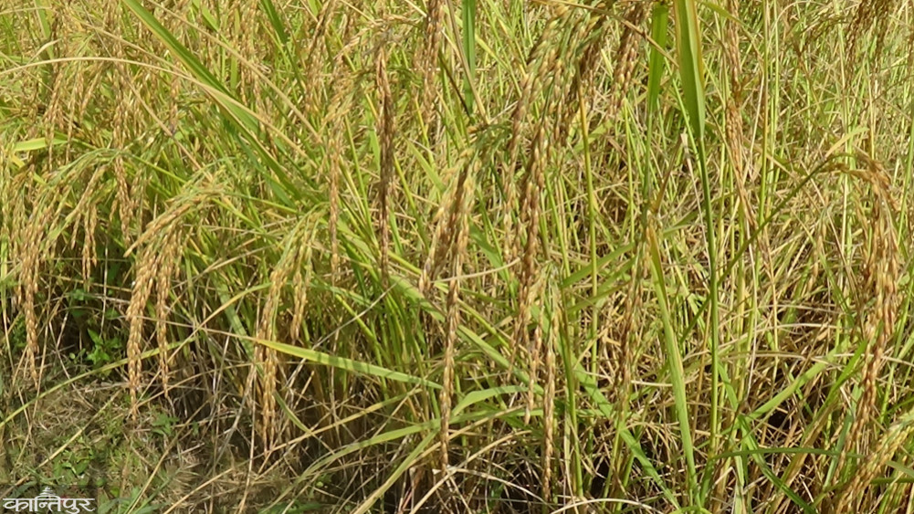 Food by buying old rice in Pokhara