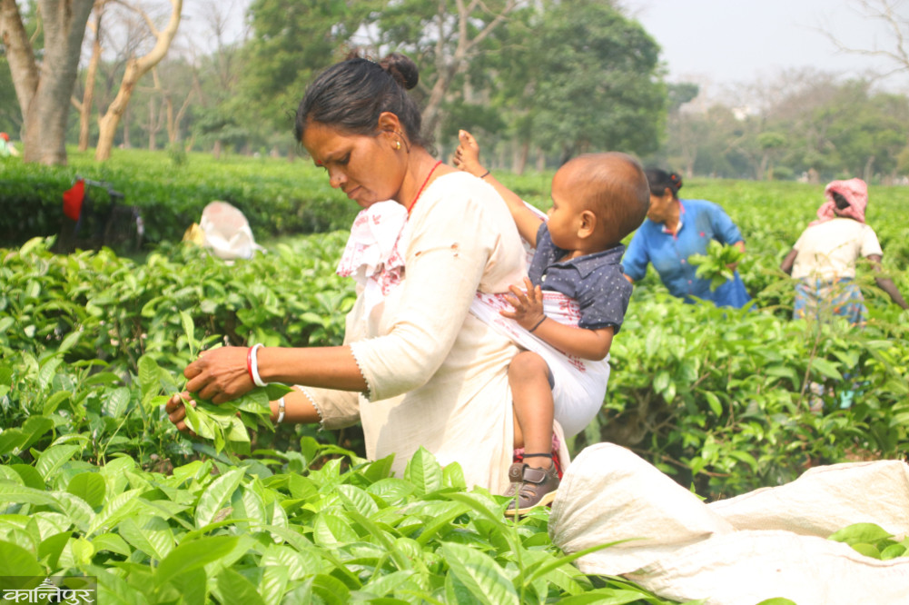 The workers of Giribandhu tea plantation did not get their wages