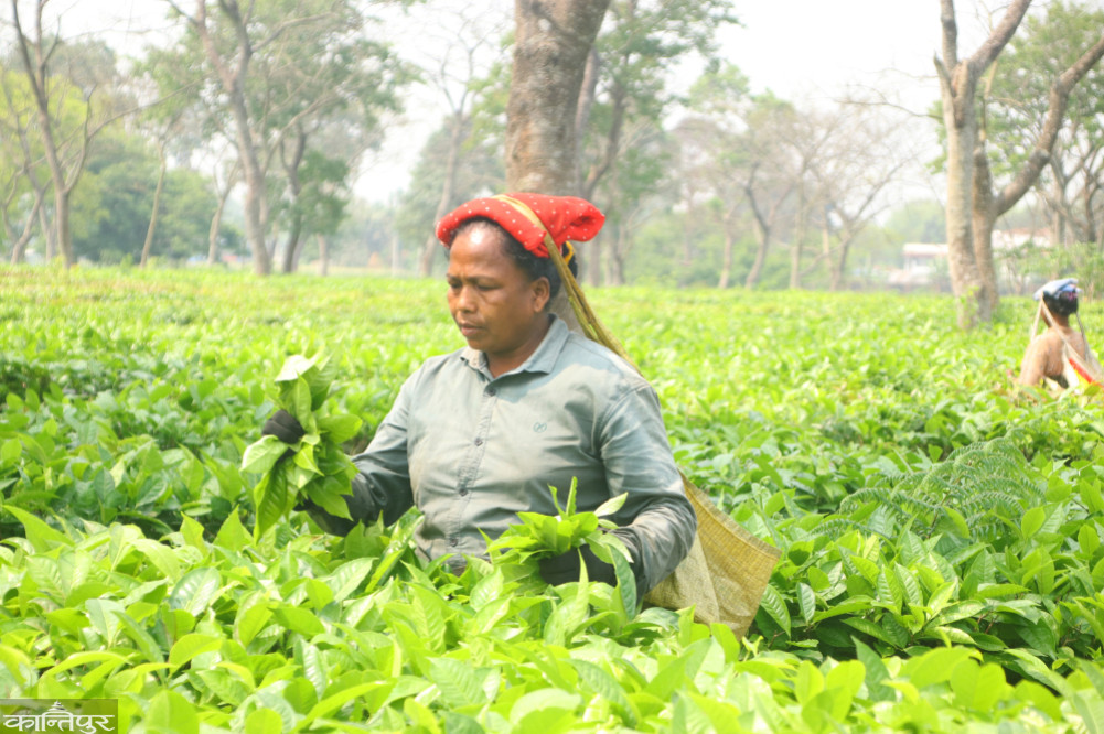झापाको बिर्तामोडस्थित गिरीबन्धु चिया बगाना बुधबार हरियो पत्ति टिप्दै श्रमिक महिला । तस्बिर : अर्जुन/कान्तिपुर