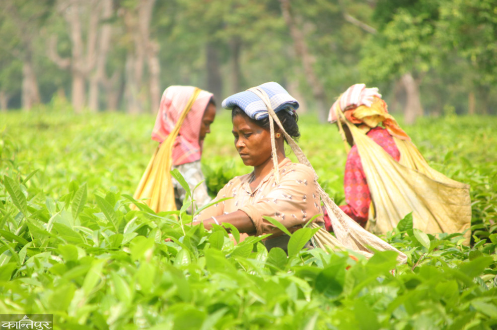 झापाको बिर्तामोडस्थित गिरीबन्धु चिया बगाना बुधबार हरियो पत्ति टिप्दै श्रमिक महिला । तस्बिर : अर्जुन/कान्तिपुर
