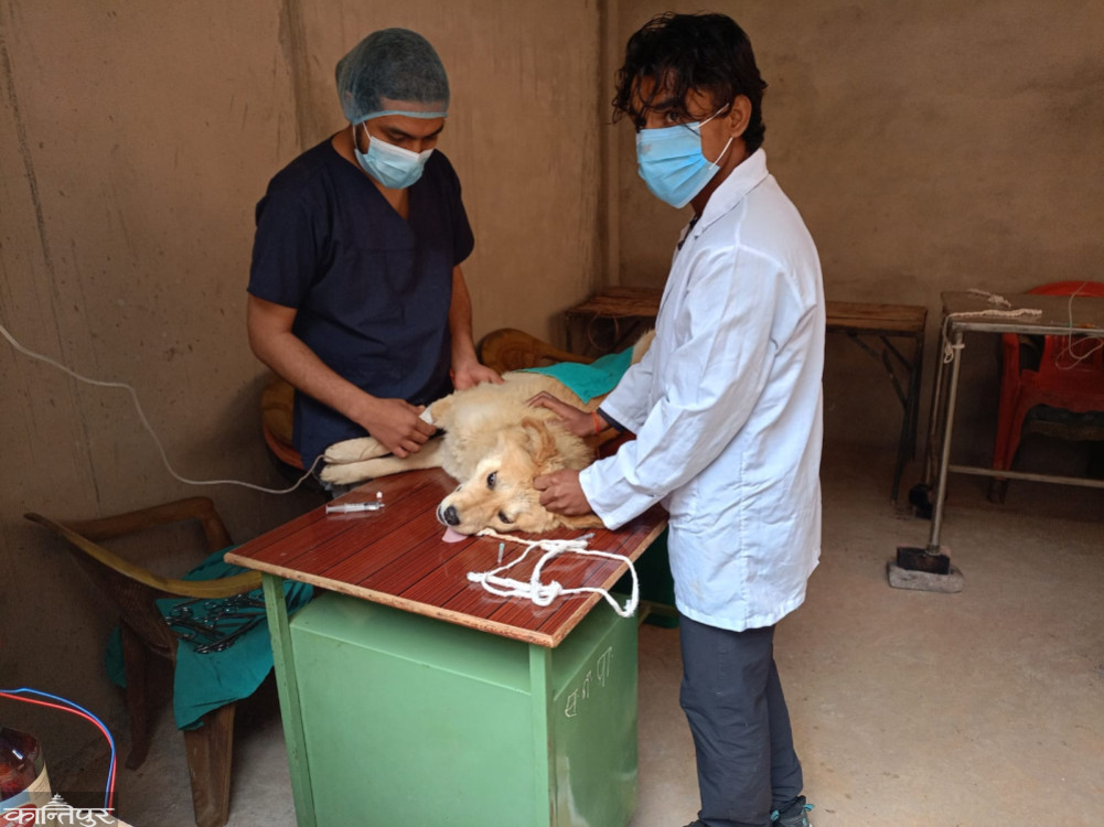 Community dogs being sterilized in Sandhikhark