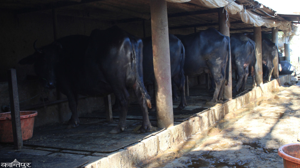 Additional income by selling dung