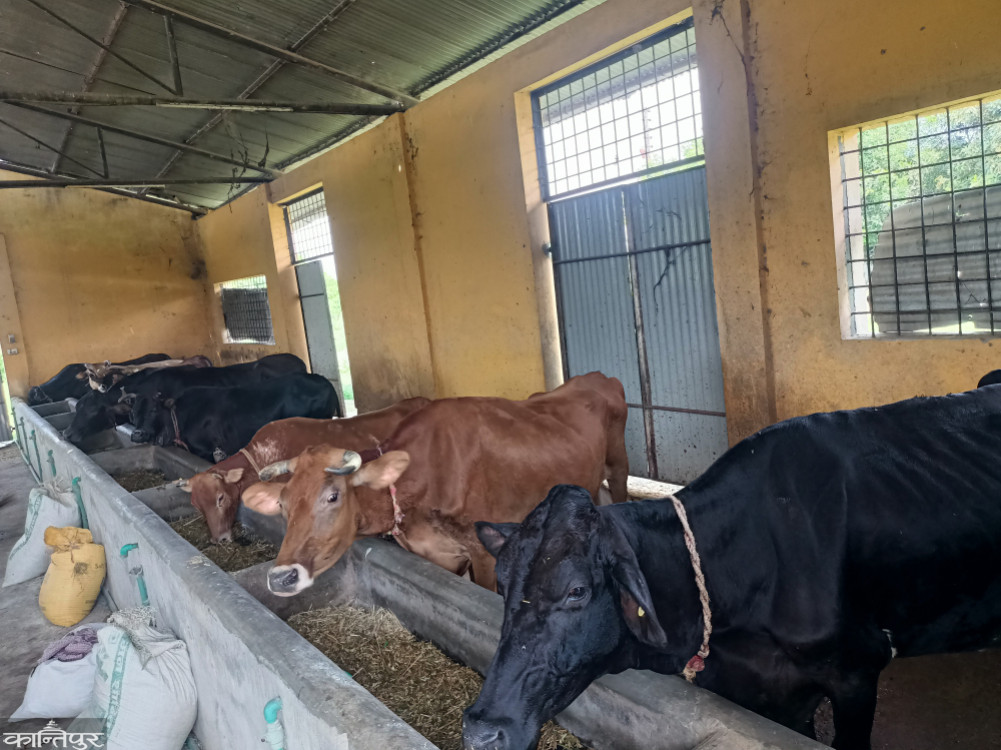 98-year-old government cowshed: In crisis due to ownership dispute