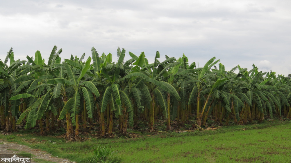 Chitwan 'Banana Superzone', plan to utilize fiber now