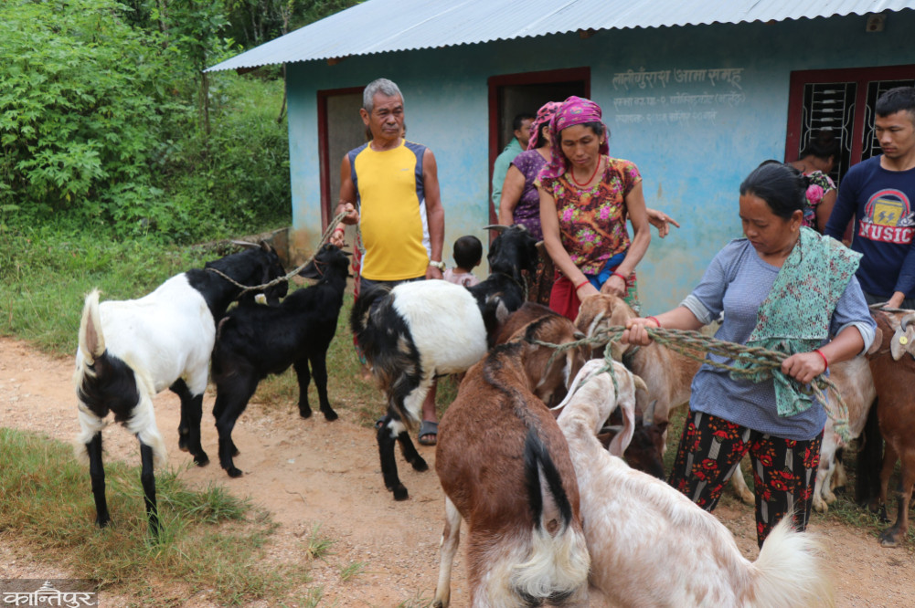 Export of Khasibo worth eight crores for Dusseim from Palpa