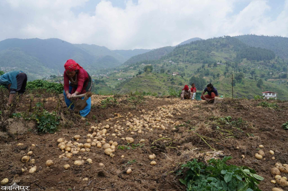 Taha farmers are excited about the yield and price of potatoes