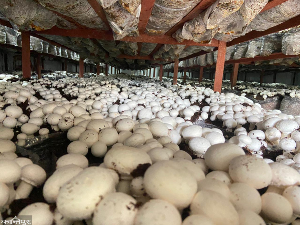 15 crore investment in Gobre mushroom cultivation