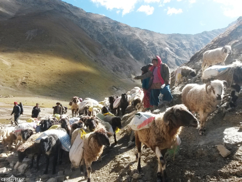 Traders and pilgrims walking to Taklakot are stranded on the road as China does not allow them to enter