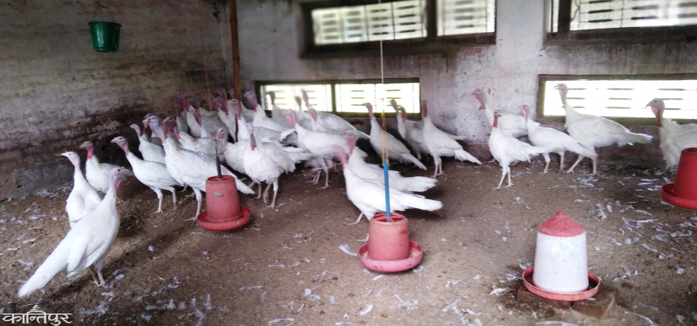 Turkey and Broilers: Hard to keep up with demand