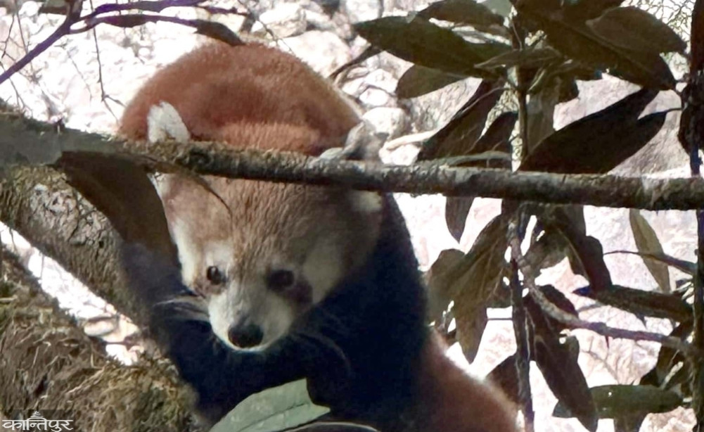 Redpanda arrives in the settlement of Olangchungola
