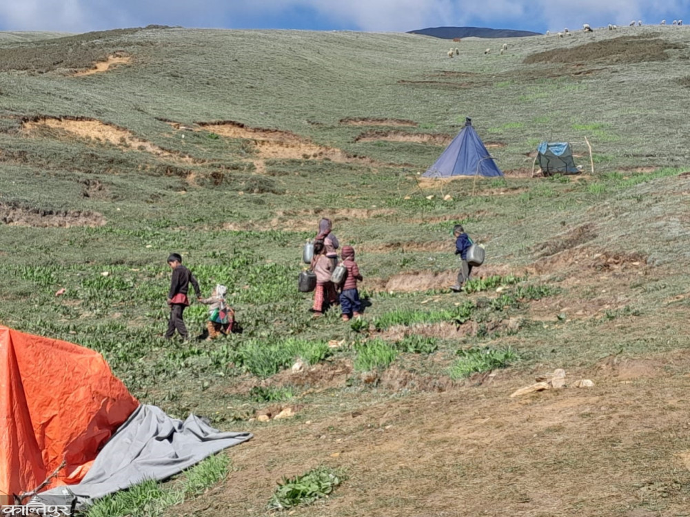 12 people from Mugu and Dolpa who went to pick yarcha died