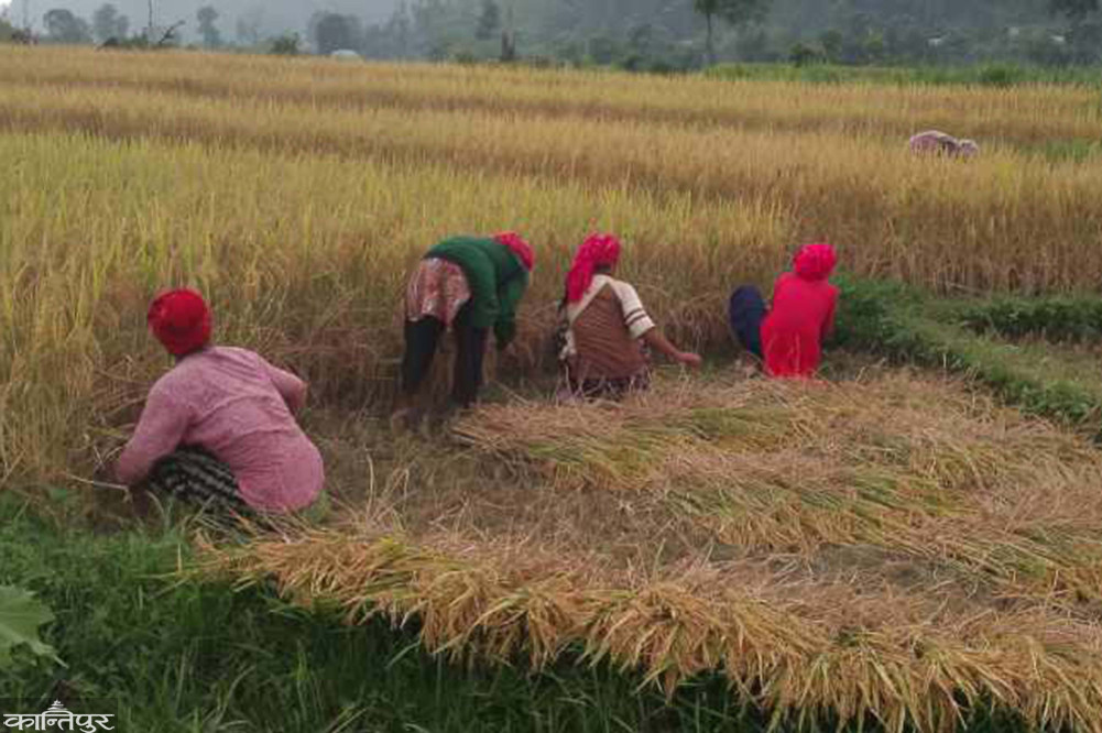 Rice production is expected to decrease due to lack of climate adaptation