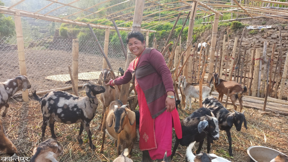 Ganges frozen in goat rearing