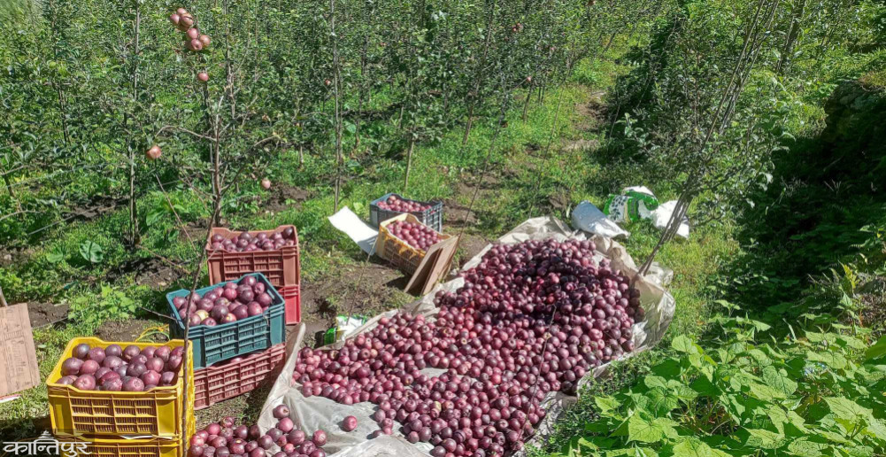 Due to the transportation problem, the apple was stuck in Chumnubri