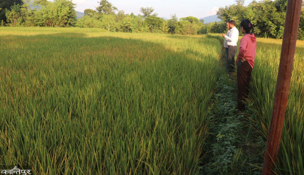 White butterfly and gavaro infestation in rice