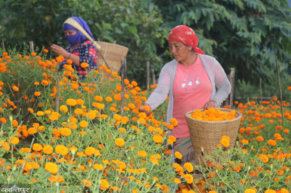 Due to lack of technical knowledge, the flower farmers of Palpa are worried