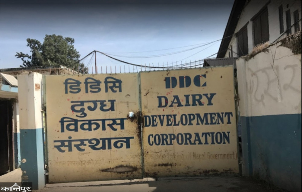DDC giving 10,000 liters of milk daily to Manram to make Churpi