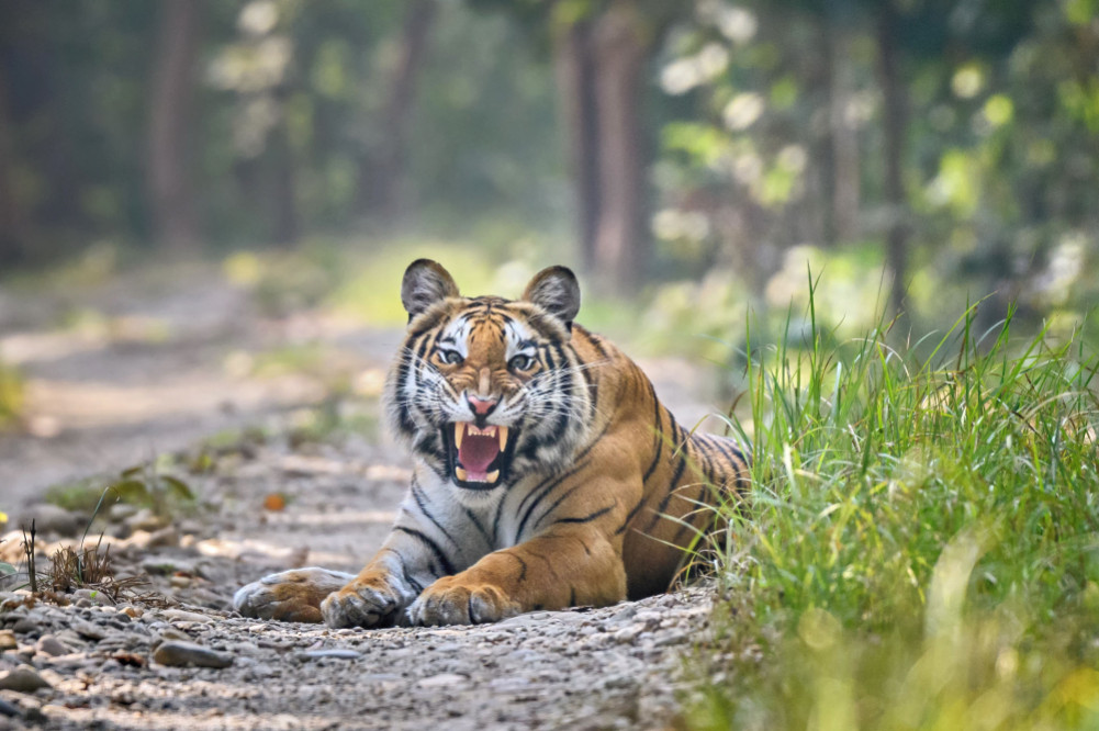 Tiger photographer