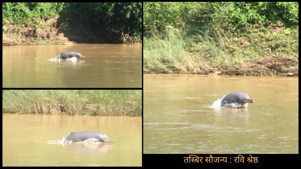 A rare dolphin seen even in old age