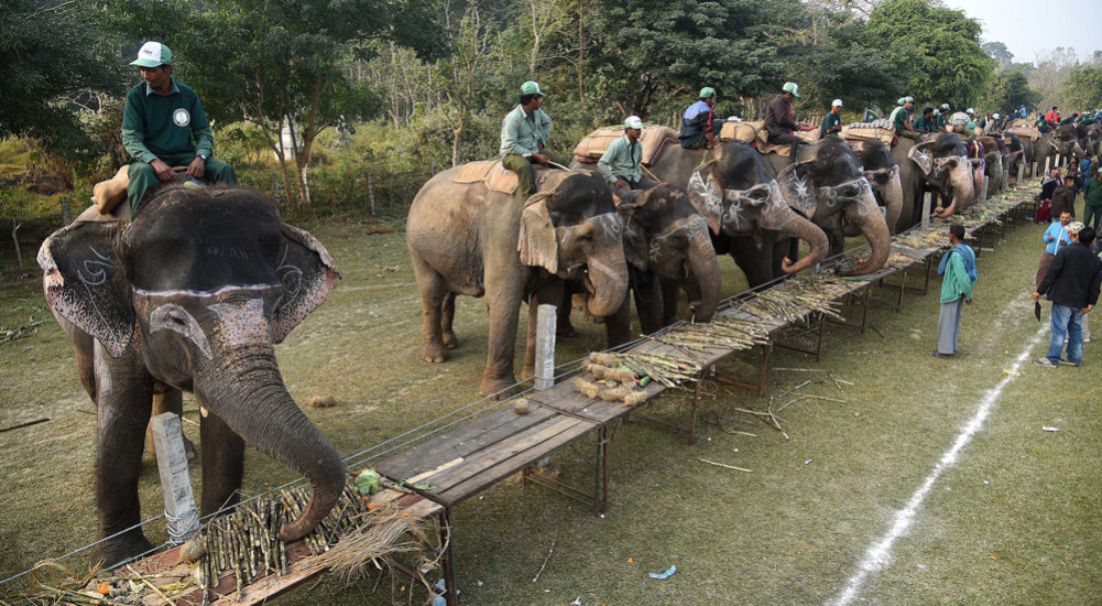 Tourism introduced by Sauraha