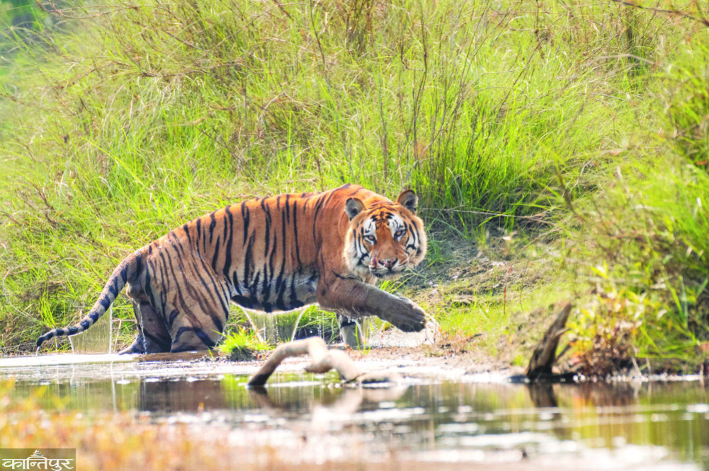 Road to tiger conservation