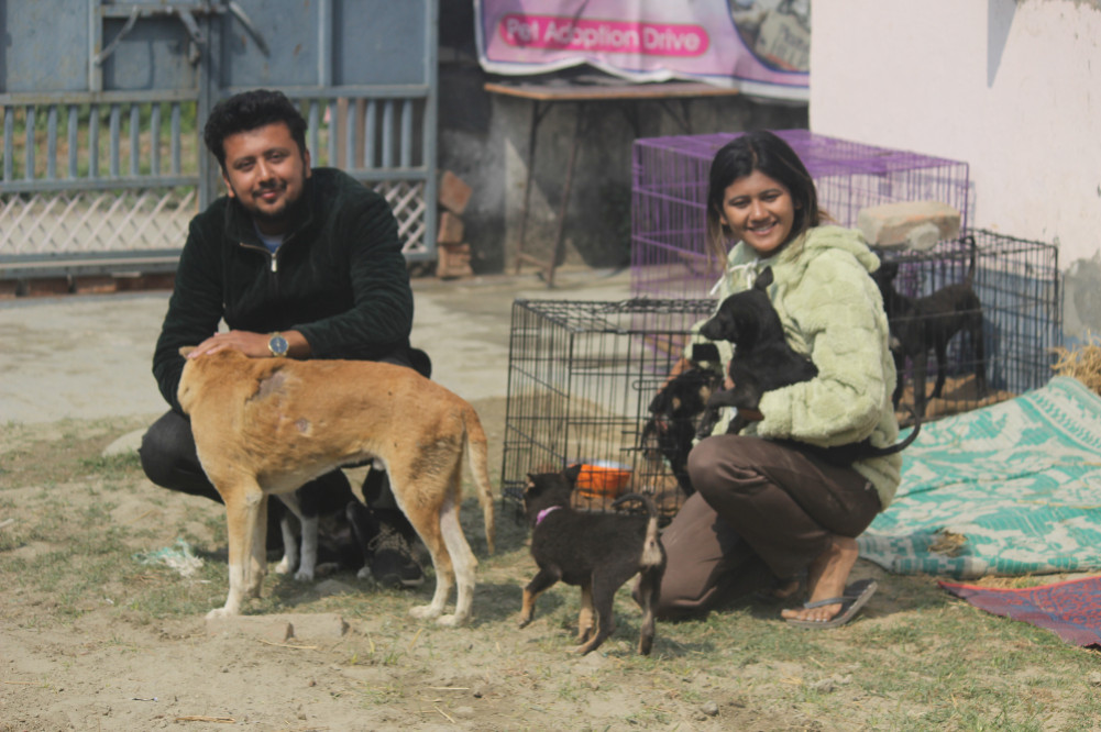 Dear Siblings of Injured Dogs