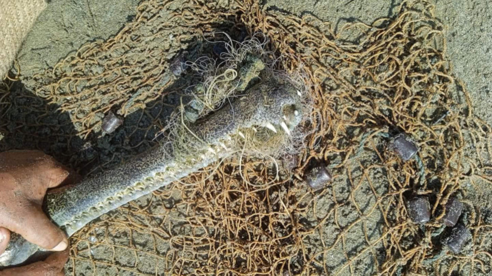 Fishing net traps for watch crocodiles