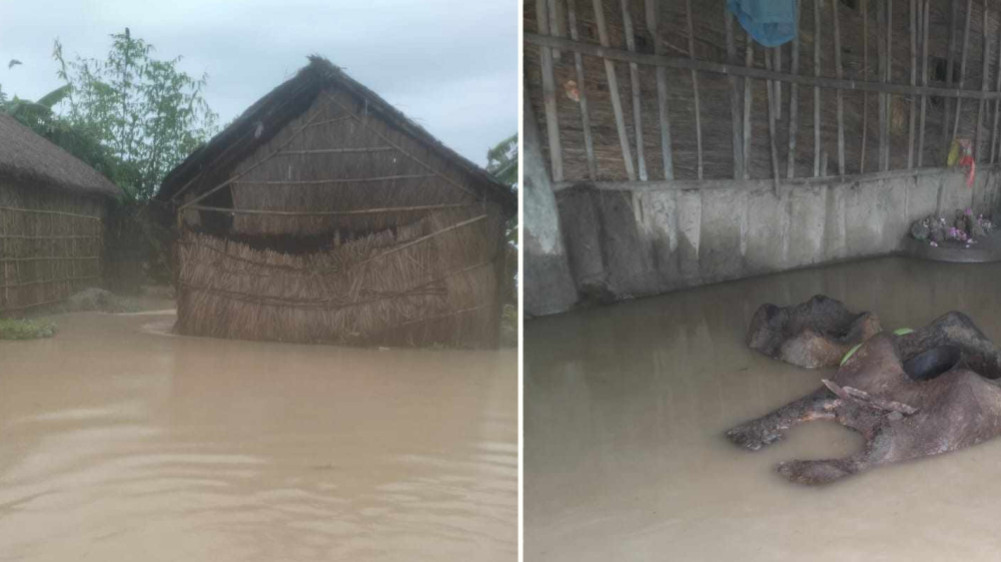 The flood of Koshi entered Gobargadha island