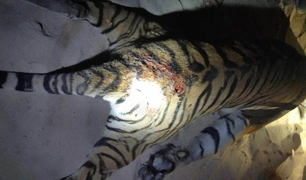 Tiger found dead in Binayi river