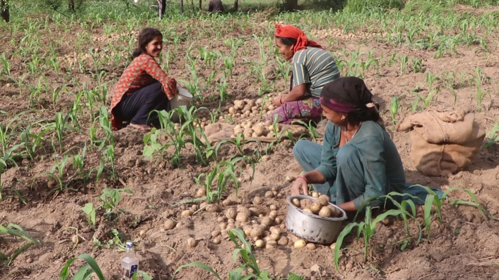 Potatoes worth 12 crores grew in two wards of Bagchaur