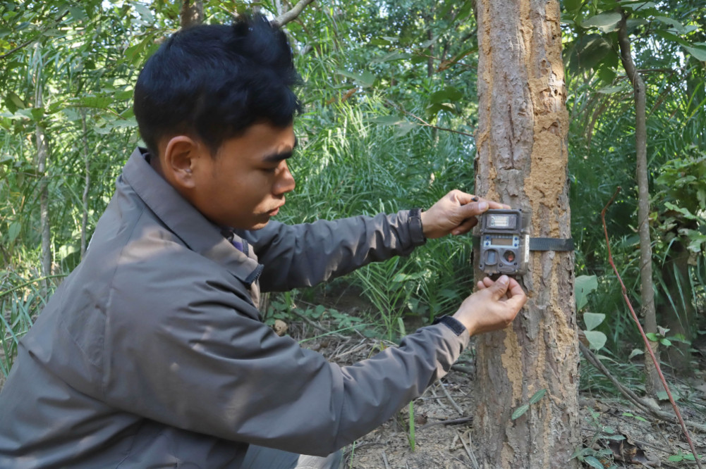 A citizen scientist chasing a tiger