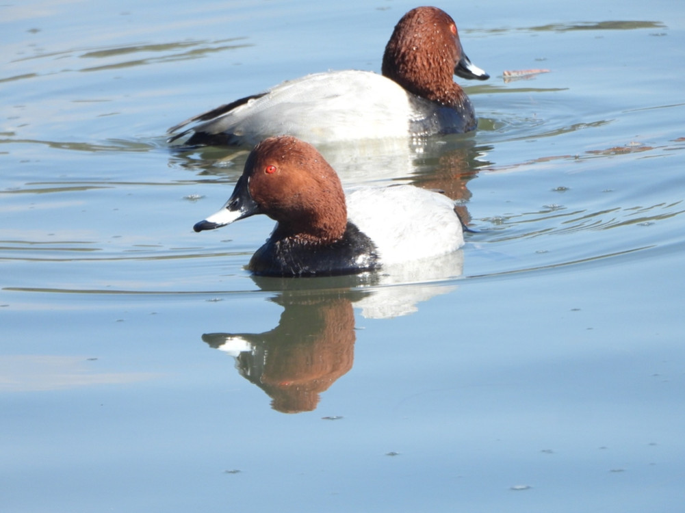 A foreign bird entered Rara to escape the cold