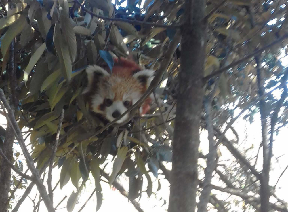 Locals working to protect the endangered red panda