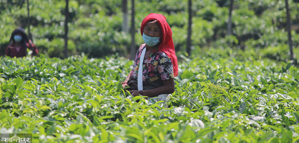 Demand of tea workers of Darjeeling to stop import of Nepalese tea