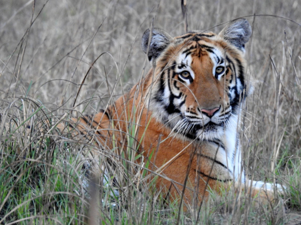 Terror of tigers in Shuklaphanta: Farmers are worried after they started eating four-legged animals from the barn