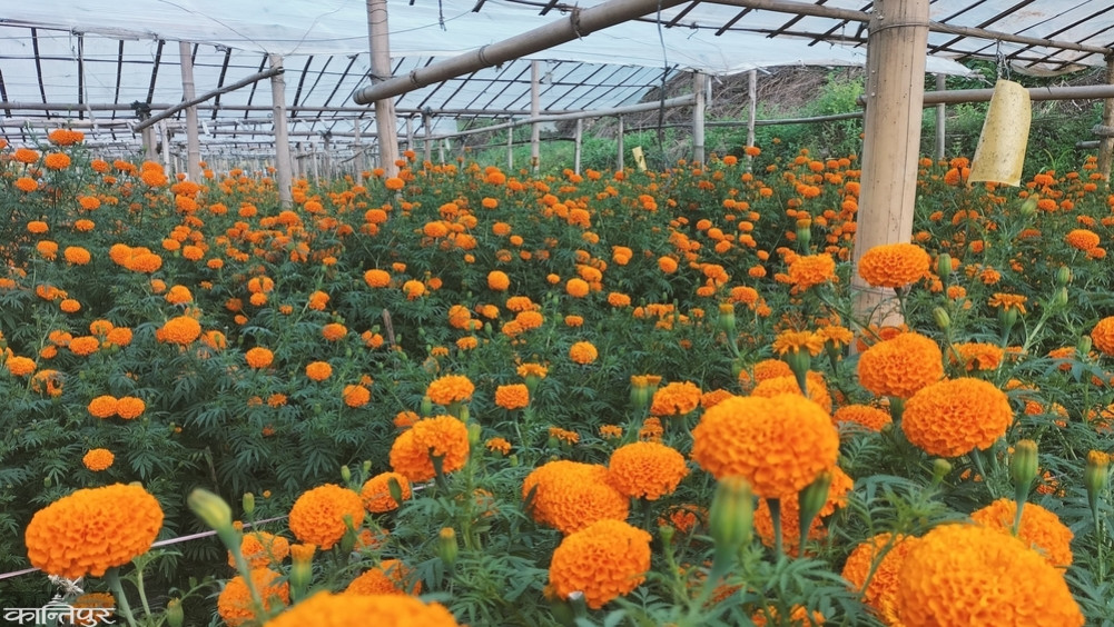 High demand for marigold flowers, low production