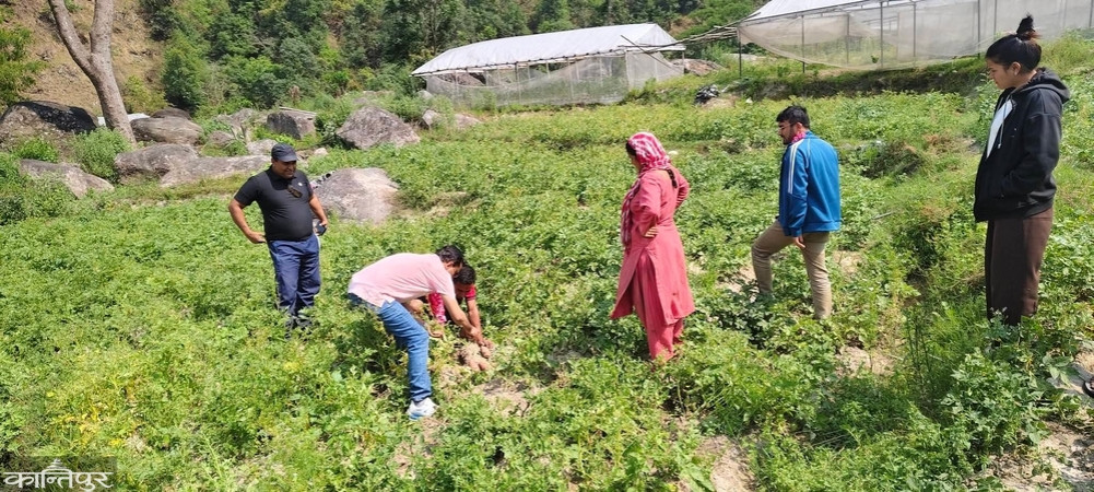 71 crore potato production in Dadeldhura