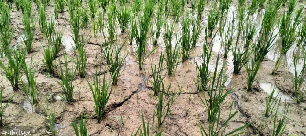 Relief from the rains in the damaged fields