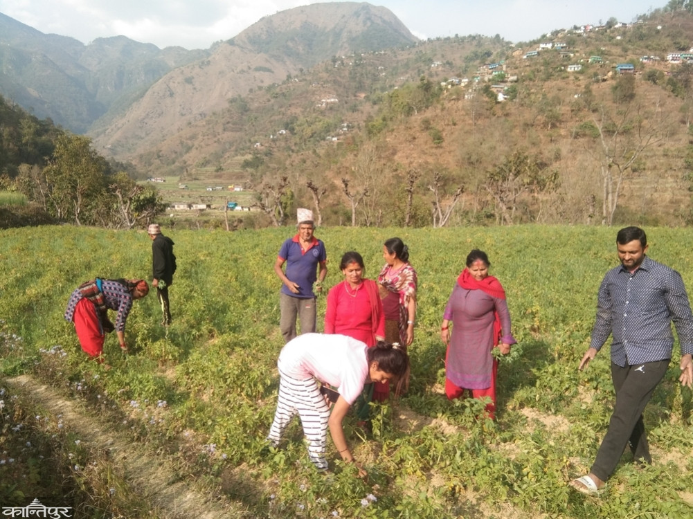 Aiming to grow 26 metric tons of potatoes in the mountains
