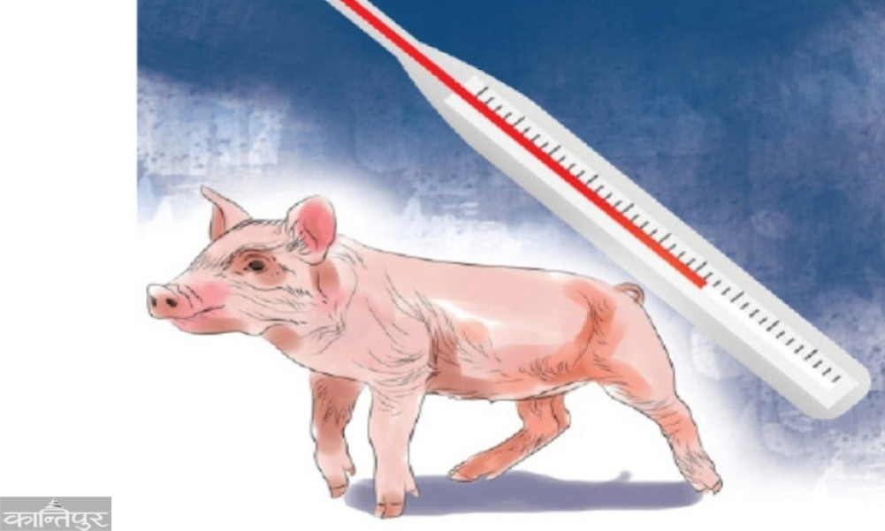 Sale of pork banned in Ramgram market after African swine fever outbreak