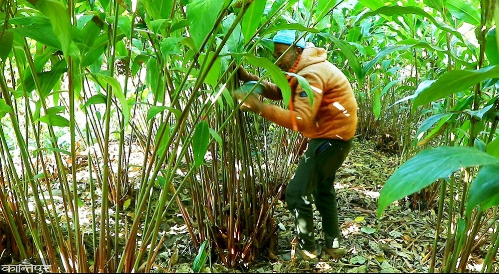 Cardamom cultivation has been hit hard after wild animals started destroying crops.