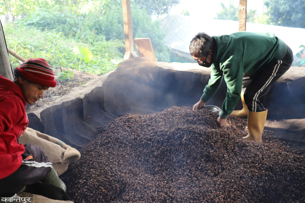Cardamom exports declined