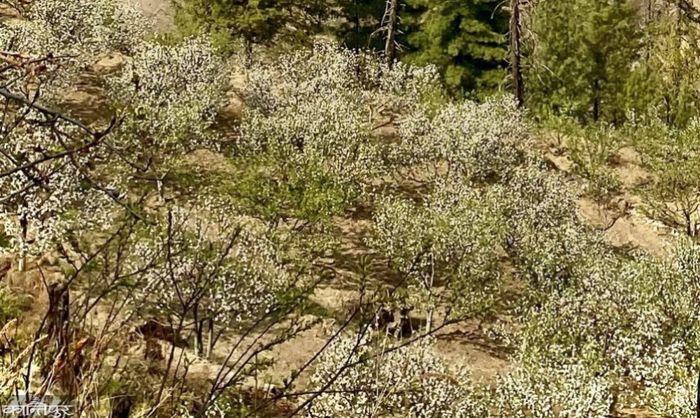 Apples in Chichila were destroyed by hail, concern about decrease in production